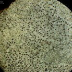 Lecidella enteroleucella