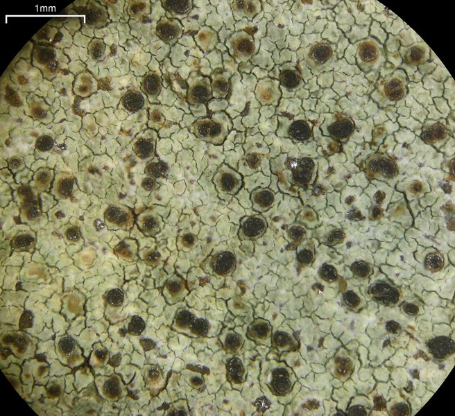 Lecidella enteroleucella