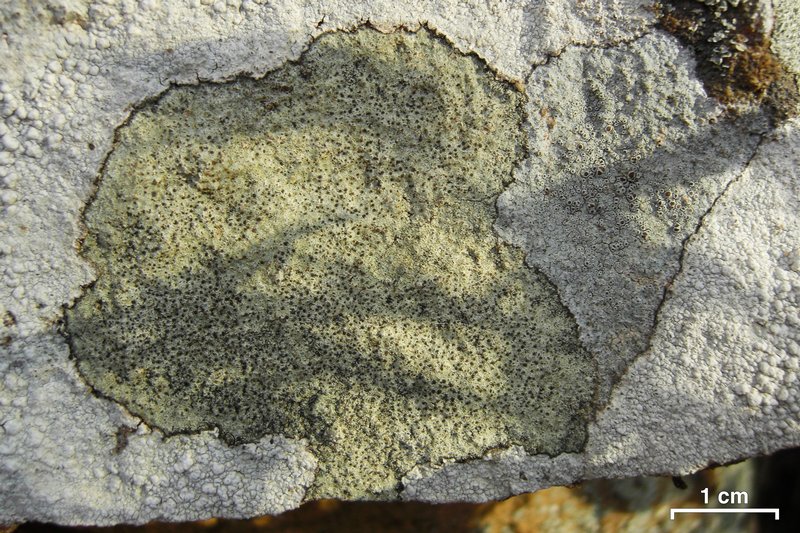 Lecidella enteroleucella