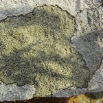Lecidella enteroleucella