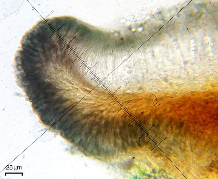 Lecidella euphorea