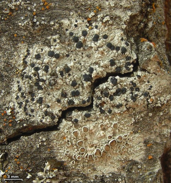 Lecidella euphorea