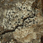 Lecidella euphorea