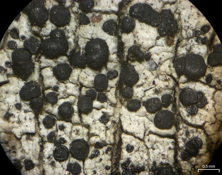 Lecidella euphorea