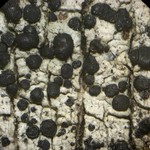 Lecidella euphorea