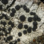 Lecidella euphorea