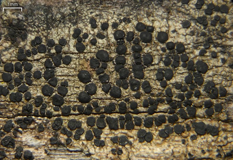 Lecidella euphorea