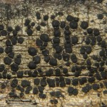 Lecidella euphorea