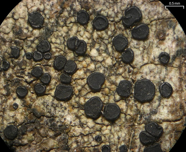 Lecidella euphorea