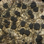 Lecidella euphorea