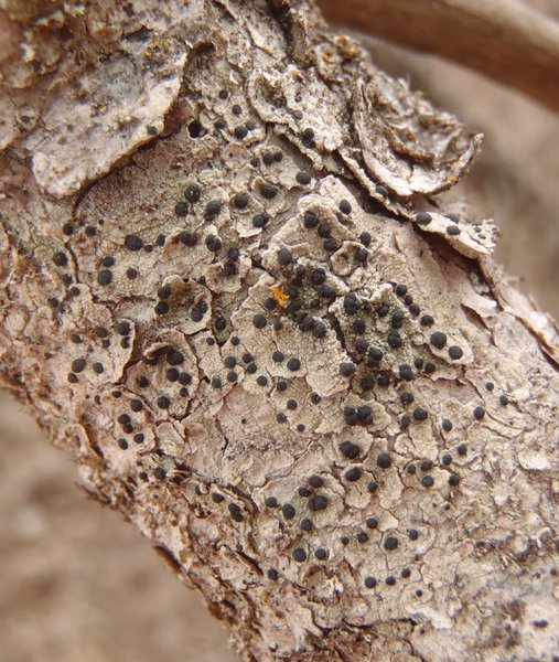Lecidella euphorea
