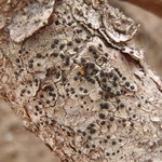 Lecidella euphorea