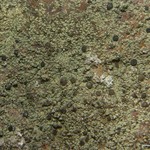 Lecidella granulosula