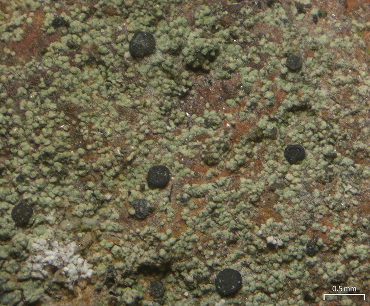 Lecidella granulosula