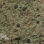 Lecidella granulosula