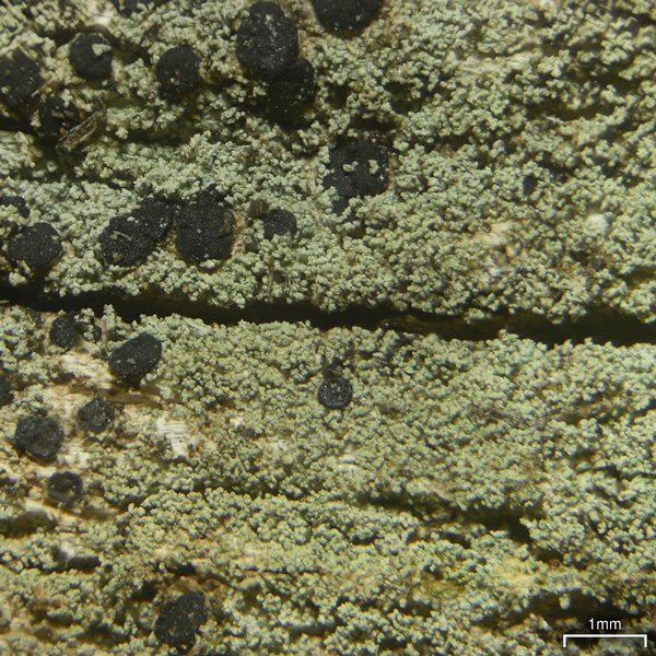 Lecidella meiococca