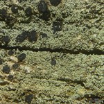 Lecidella meiococca