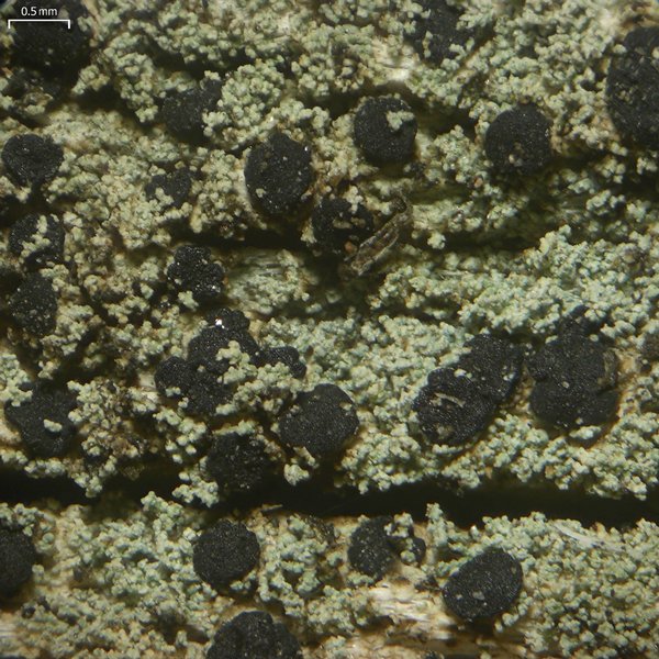 Lecidella meiococca