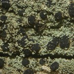 Lecidella meiococca