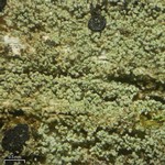 Lecidella meiococca