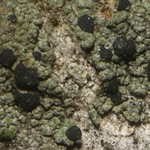 Lecidella nashiana