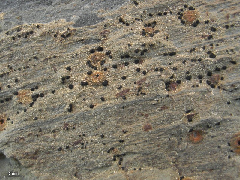 Lecidella patavina