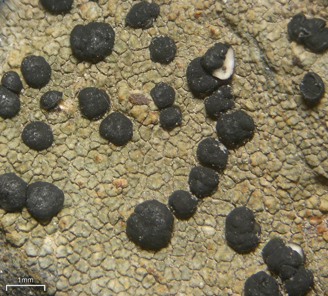 Lecidella patavina