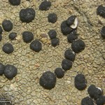 Lecidella patavina