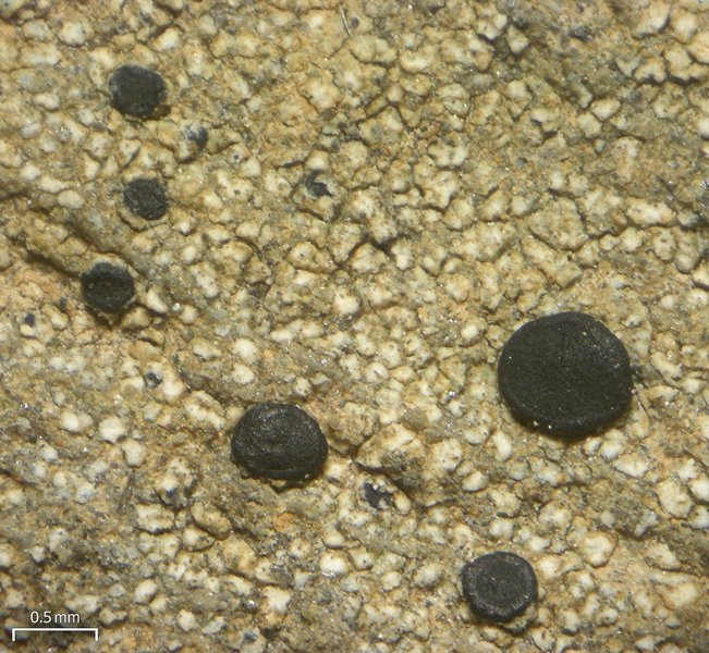 Lecidella patavina