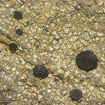 Lecidella patavina