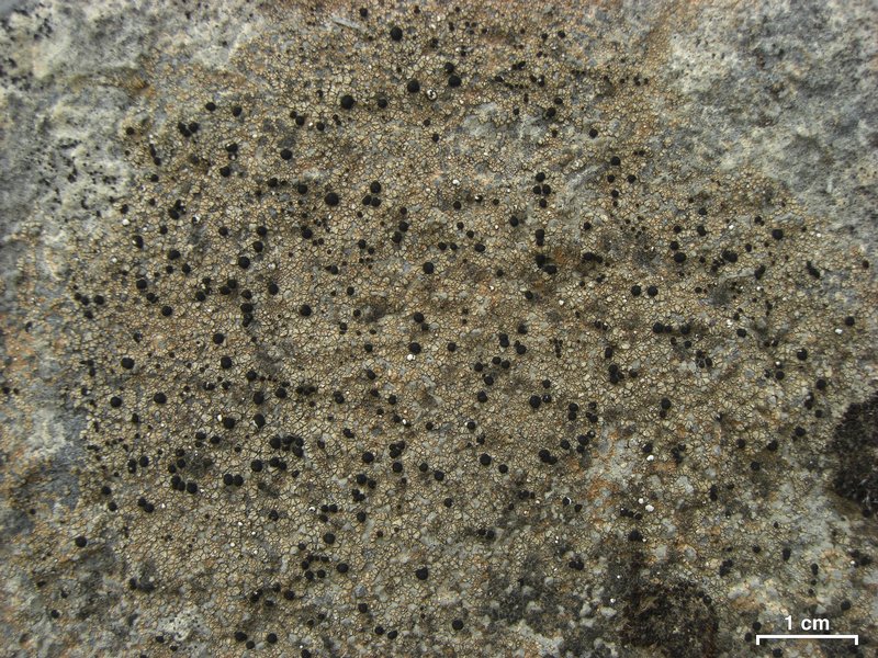 Lecidella patavina
