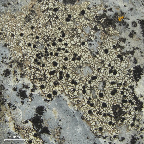 Lecidella patavina