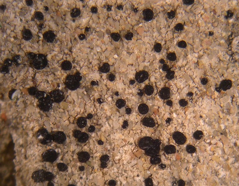 Lecidella patavina