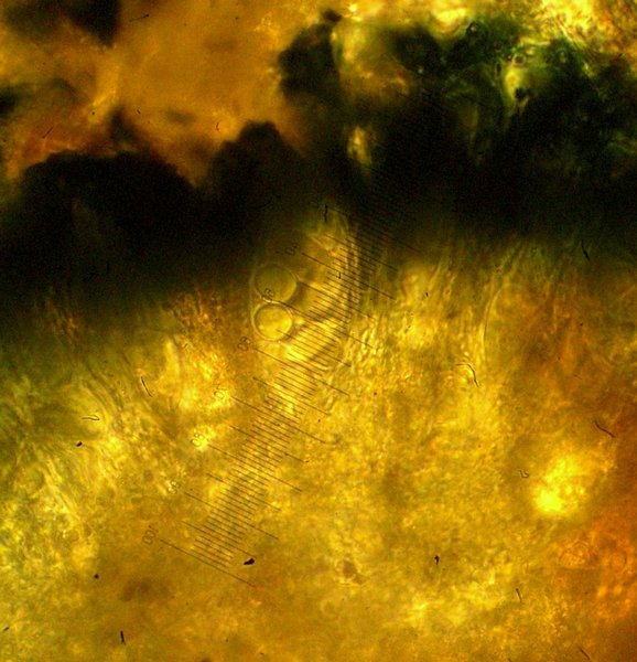 Lecidella patavina