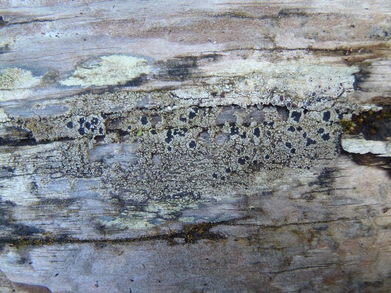 Lecidella scabra