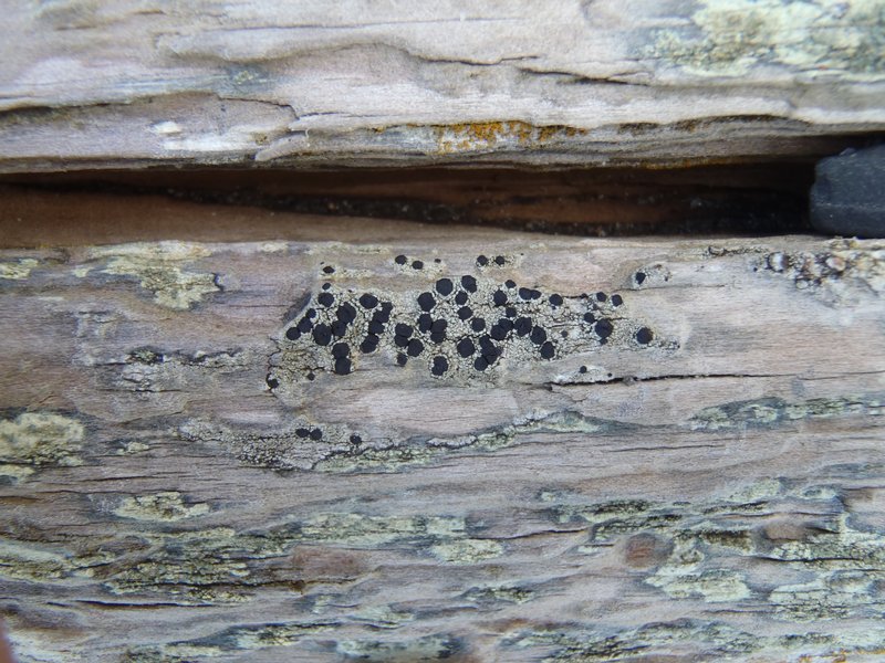 Lecidella scabra