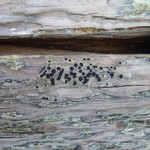 Lecidella scabra