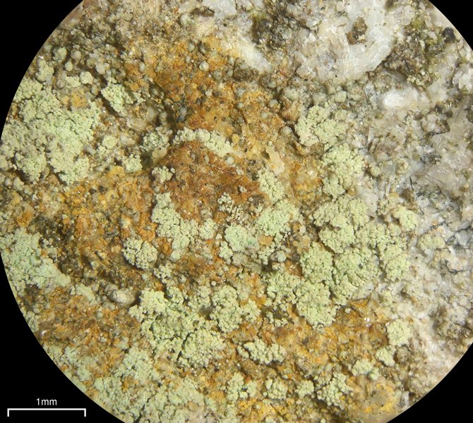 Lecidella scabra
