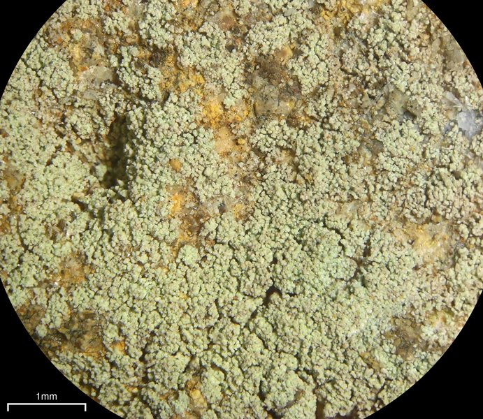 Lecidella scabra