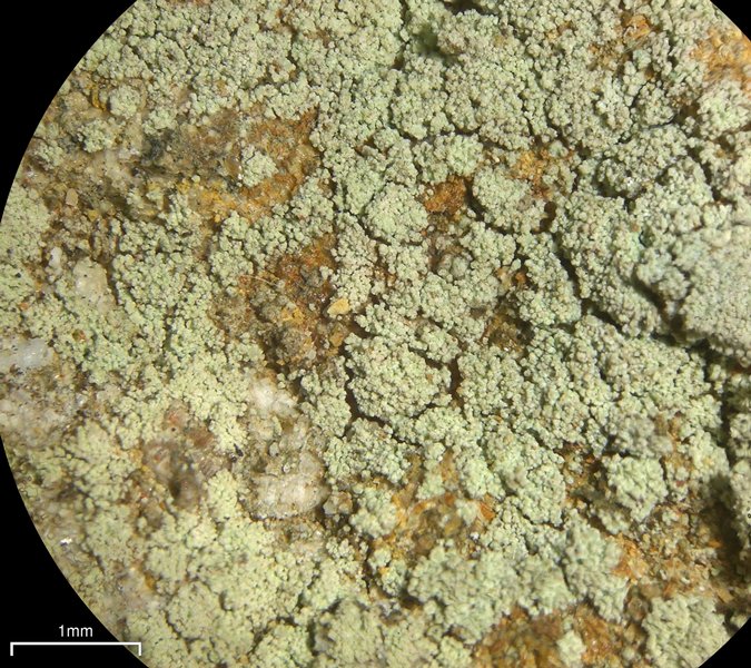 Lecidella scabra