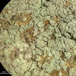 Lecidella scabra