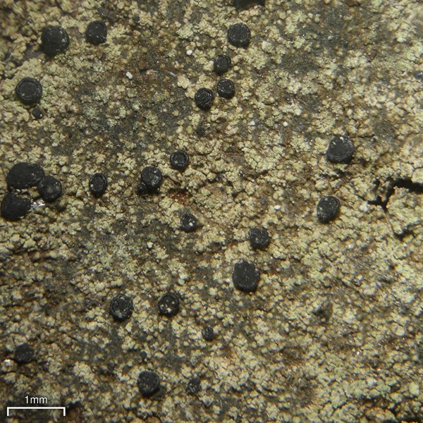 Lecidella scabra