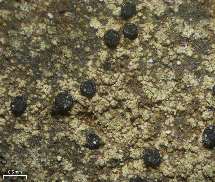 Lecidella scabra