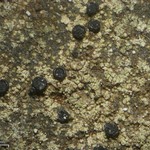 Lecidella scabra