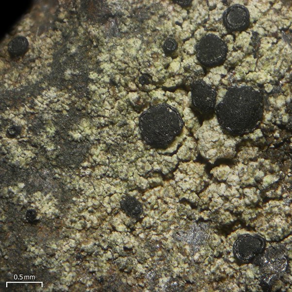 Lecidella scabra