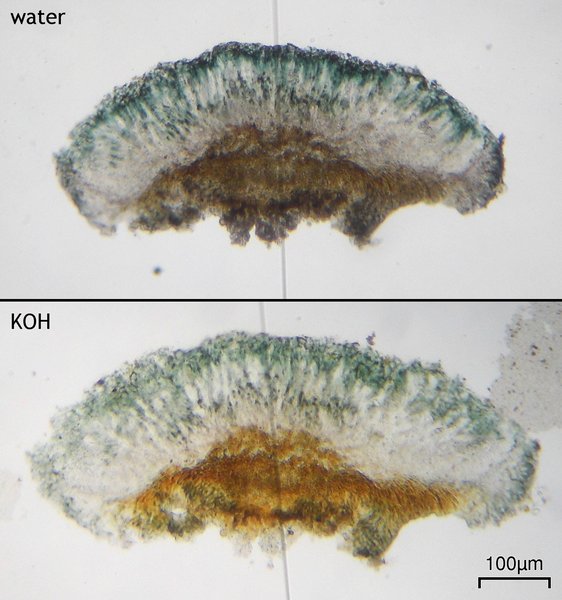 Lecidella scabra