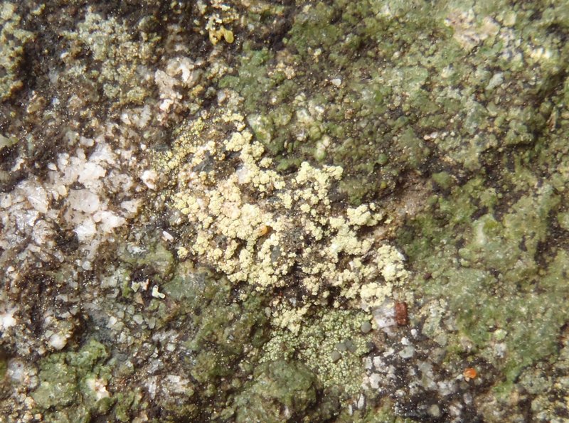 Lecidella scabra