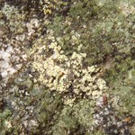 Lecidella scabra
