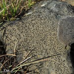 Lecidella stigmatea