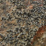 Lecidella stigmatea